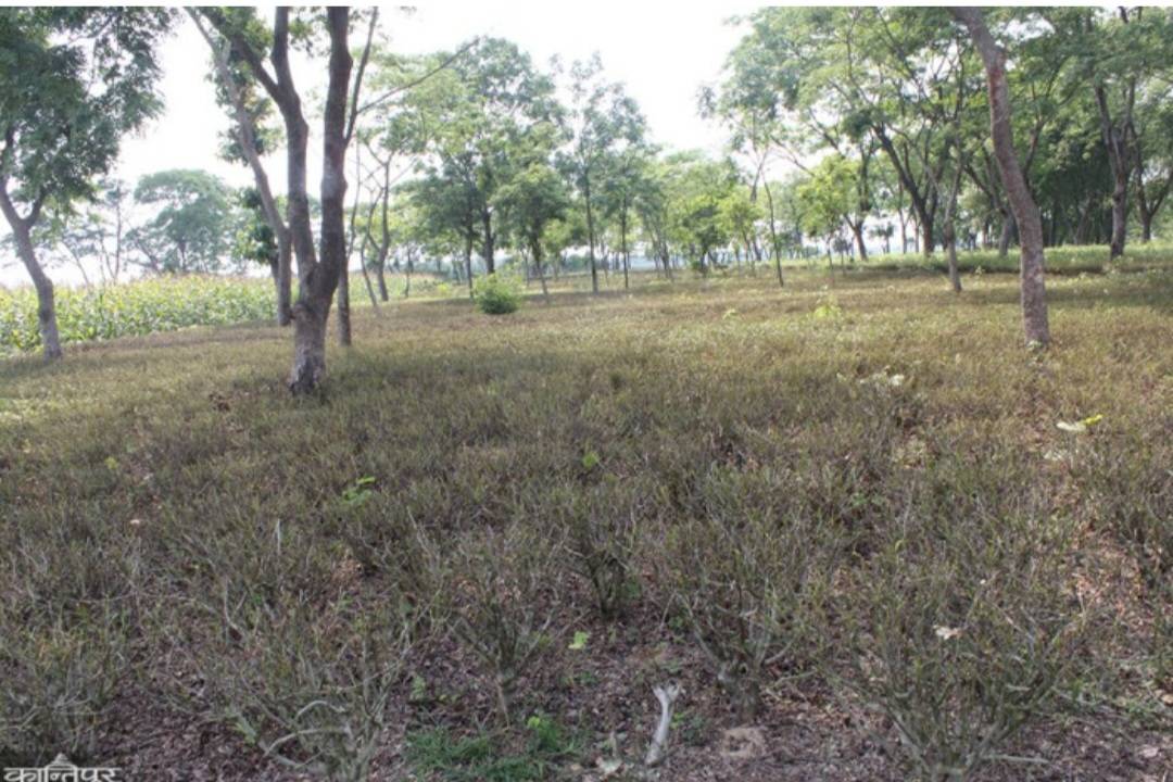 लुपरको प्रकोपले झापाको चिया क्षेत्र संकटमा